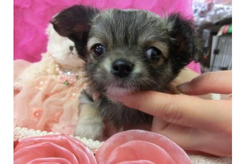 成約済の京都府のチワワ-4831の1枚目