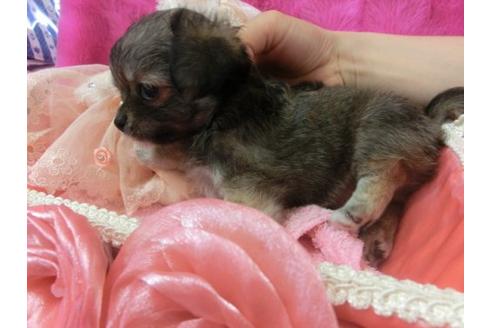 成約済の京都府のチワワ-4831の2枚目