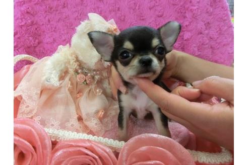 成約済の京都府のチワワ-4832の1枚目