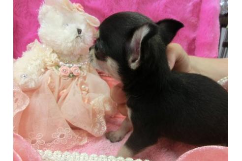 成約済の京都府のチワワ-4832の2枚目