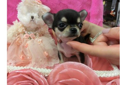 成約済の京都府のチワワ-4832の3枚目
