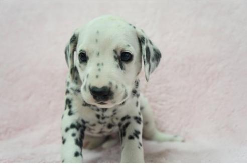 成約済の栃木県のダルメシアン-4513の1枚目