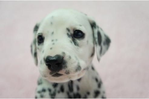 成約済の栃木県のダルメシアン-4513の2枚目