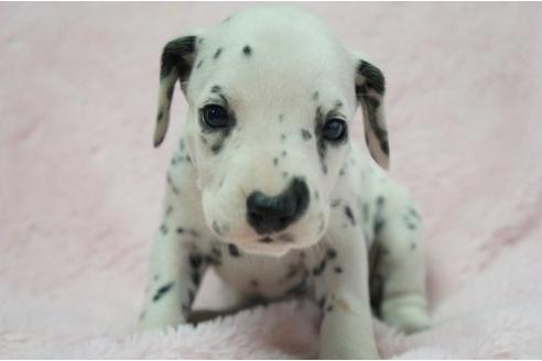 成約済の栃木県のダルメシアン-4512の1枚目