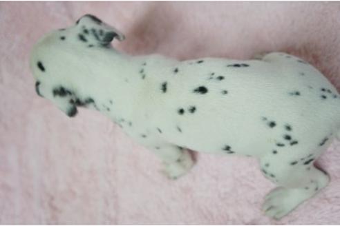 成約済の栃木県のダルメシアン-4512の2枚目