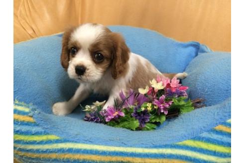 成約済の栃木県のキャバリアキングチャールズスパニエル-4867の1枚目