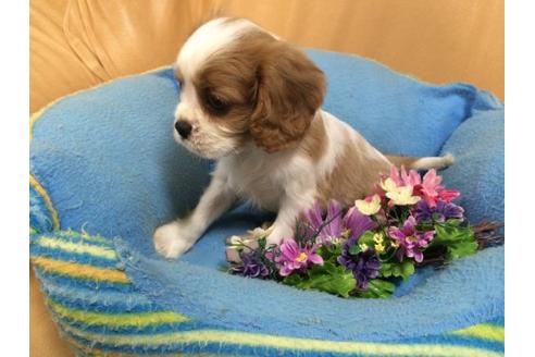 成約済の栃木県のキャバリアキングチャールズスパニエル-4867の2枚目