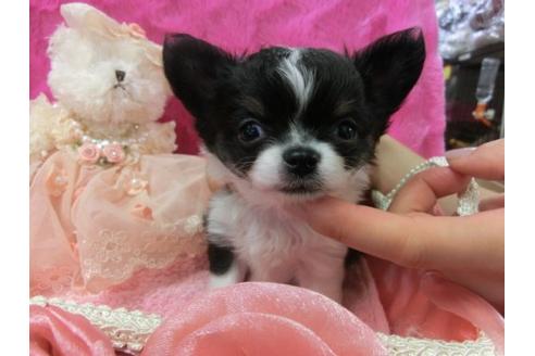 成約済の京都府のチワワ-4870の1枚目
