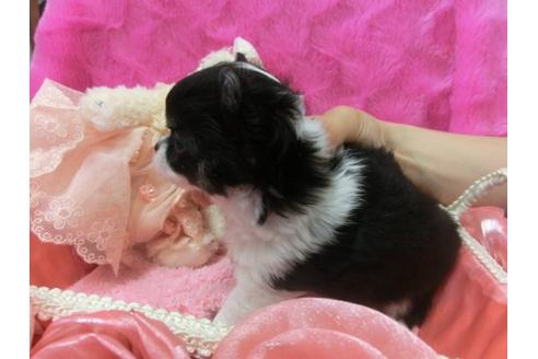 成約済の京都府のチワワ-4870の2枚目