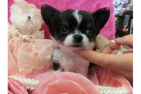 成約済の京都府のチワワ-4870の3枚目