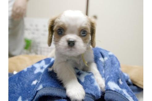 成約済の埼玉県のキャバリアキングチャールズスパニエル-4391の3枚目