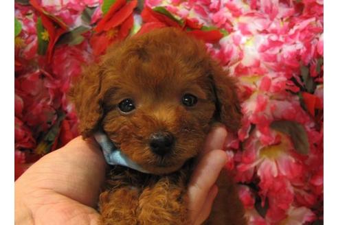 成約済の茨城県のトイプードル-4875の1枚目