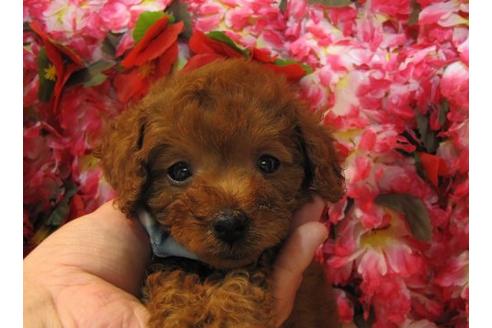 成約済の茨城県のトイプードル-4875の3枚目