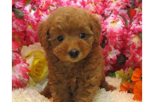 成約済の茨城県のトイプードル-4876の2枚目