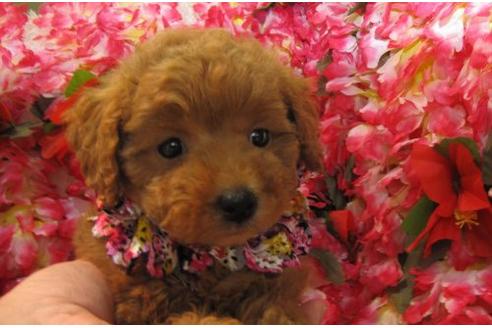 成約済の茨城県のトイプードル-4876の3枚目