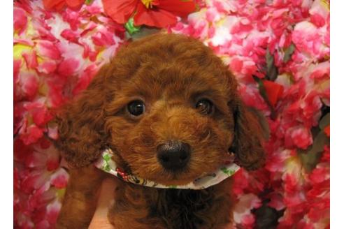 成約済の茨城県のトイプードル-4877の1枚目