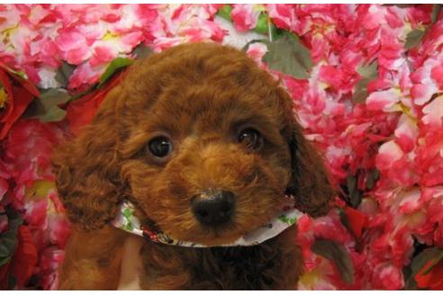 成約済の茨城県のトイプードル-4877の2枚目