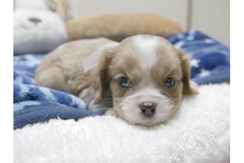 成約済の埼玉県のキャバリアキングチャールズスパニエル-4871の3枚目