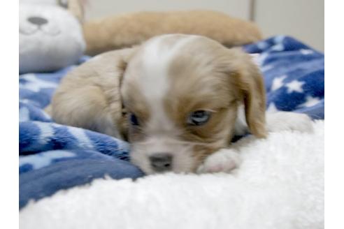 成約済の埼玉県のキャバリアキングチャールズスパニエル-4871の5枚目