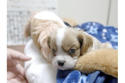 成約済の埼玉県のキャバリアキングチャールズスパニエル-4694の2枚目