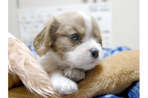 成約済の埼玉県のキャバリアキングチャールズスパニエル-4694の3枚目
