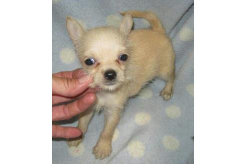 成約済の岐阜県のミックス犬-4999の2枚目