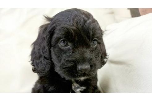 成約済の茨城県のミックス犬-5001の1枚目