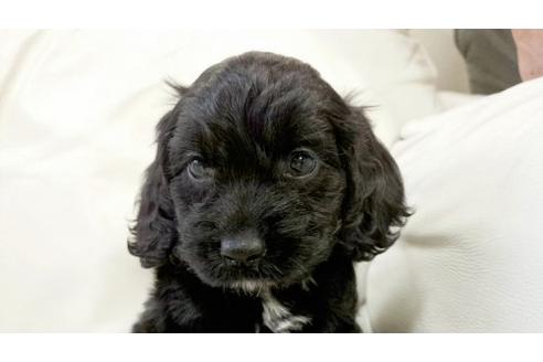 成約済の茨城県のミックス犬-5001の3枚目