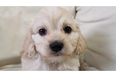 成約済の茨城県のミックス犬-5002の2枚目