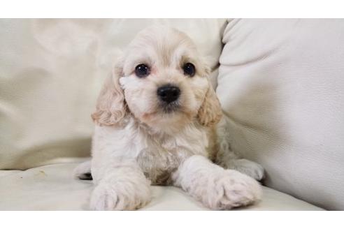 成約済の茨城県のミックス犬-5002の3枚目
