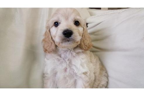 成約済の茨城県のミックス犬-5003の1枚目