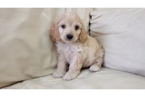 成約済の茨城県のミックス犬-5003の2枚目