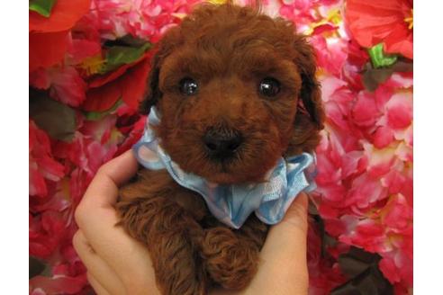 成約済の茨城県のトイプードル-5004の1枚目