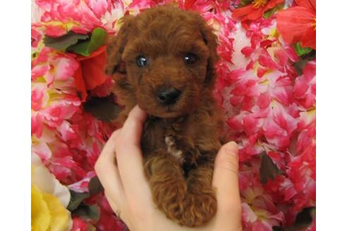 成約済の茨城県のトイプードル-5004の3枚目