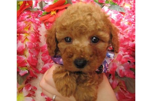 成約済の茨城県のトイプードル-5005の1枚目