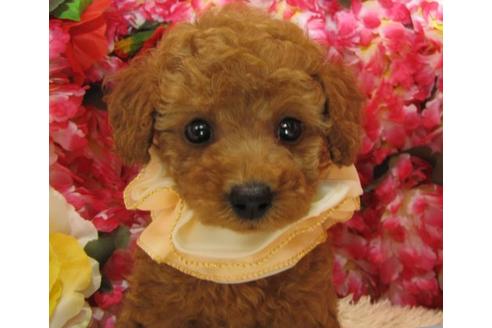 成約済の茨城県のトイプードル-5006の1枚目
