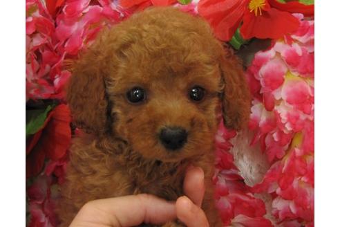 成約済の茨城県のトイプードル-5006の3枚目