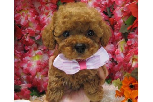 成約済の茨城県のトイプードル-5007の1枚目