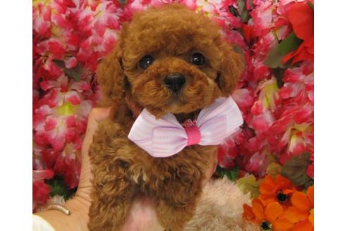 成約済の茨城県のトイプードル-5007の2枚目