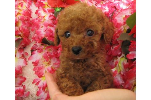 成約済の茨城県のトイプードル-5007の3枚目