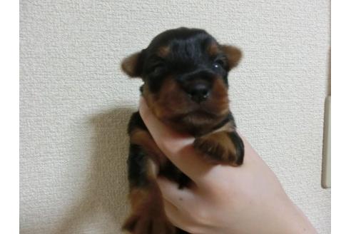 成約済の福岡県のヨークシャーテリア-5038の1枚目