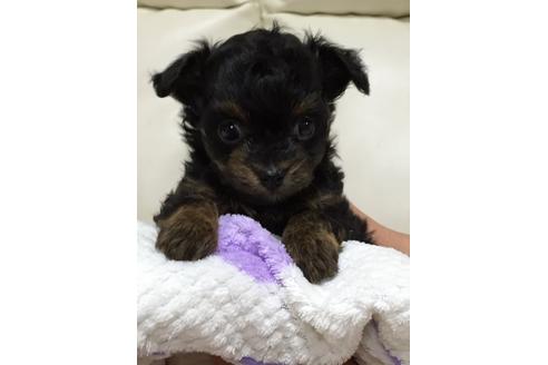 成約済の福岡県のミックス犬-5039の1枚目