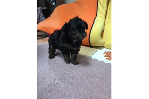 成約済の福岡県のミックス犬-5039の2枚目