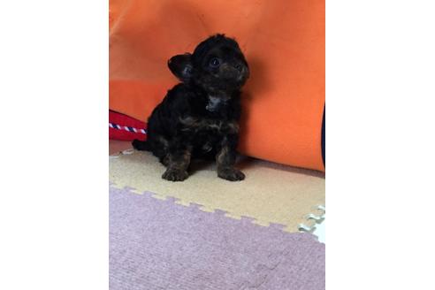 成約済の福岡県のミックス犬-5039の3枚目