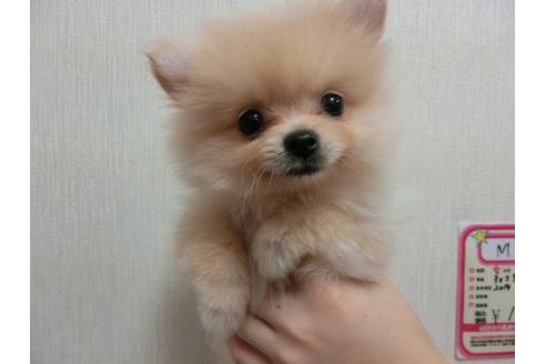 成約済の福岡県のポメラニアン-4699の1枚目