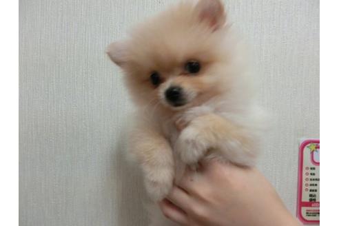 成約済の福岡県のポメラニアン-4699の2枚目