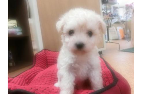 成約済の福岡県のトイプードル-4645の1枚目