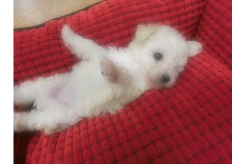 成約済の福岡県のトイプードル-4645の3枚目