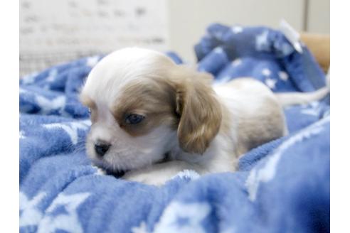 成約済の埼玉県のキャバリアキングチャールズスパニエル-4872の2枚目