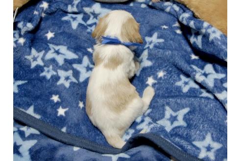 成約済の埼玉県のキャバリアキングチャールズスパニエル-4872の5枚目